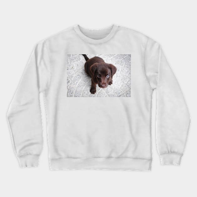 Labrador Retriever chocolate puppy Crewneck Sweatshirt by Wanderingangel